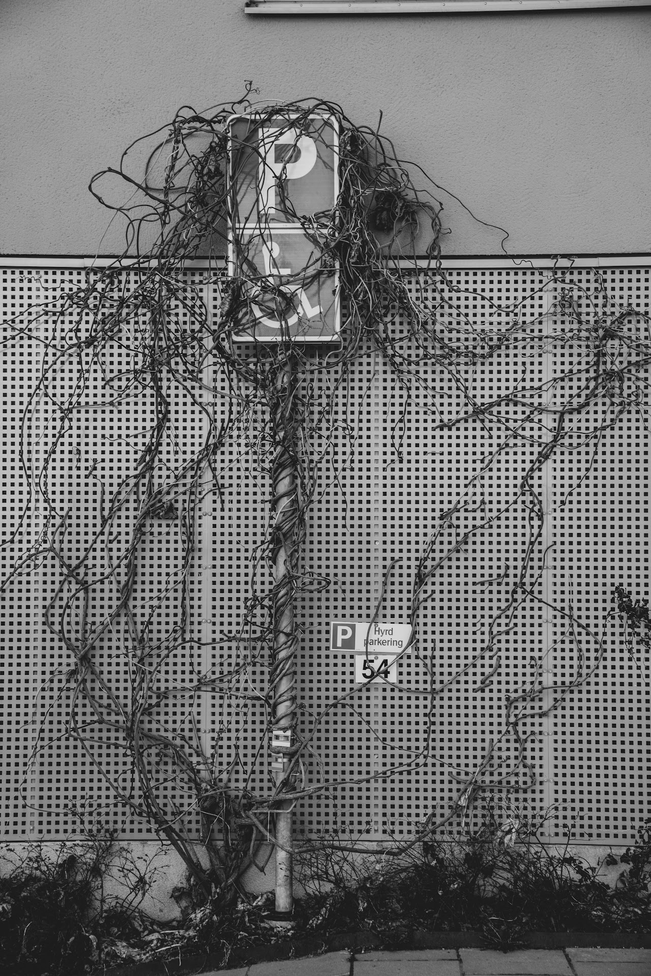 Monochrome wall with tangled vines around a mounted box