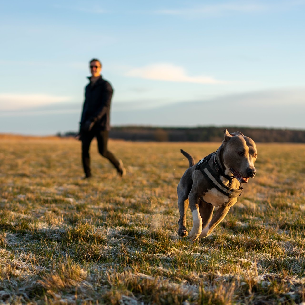Dog running across a field with a person blurred behind